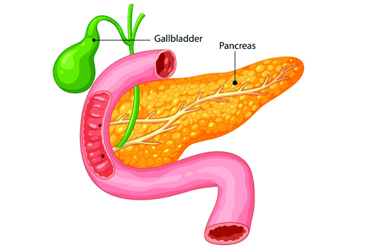 Adrenoceptor Expression and Function in the Endocrine Pancreas